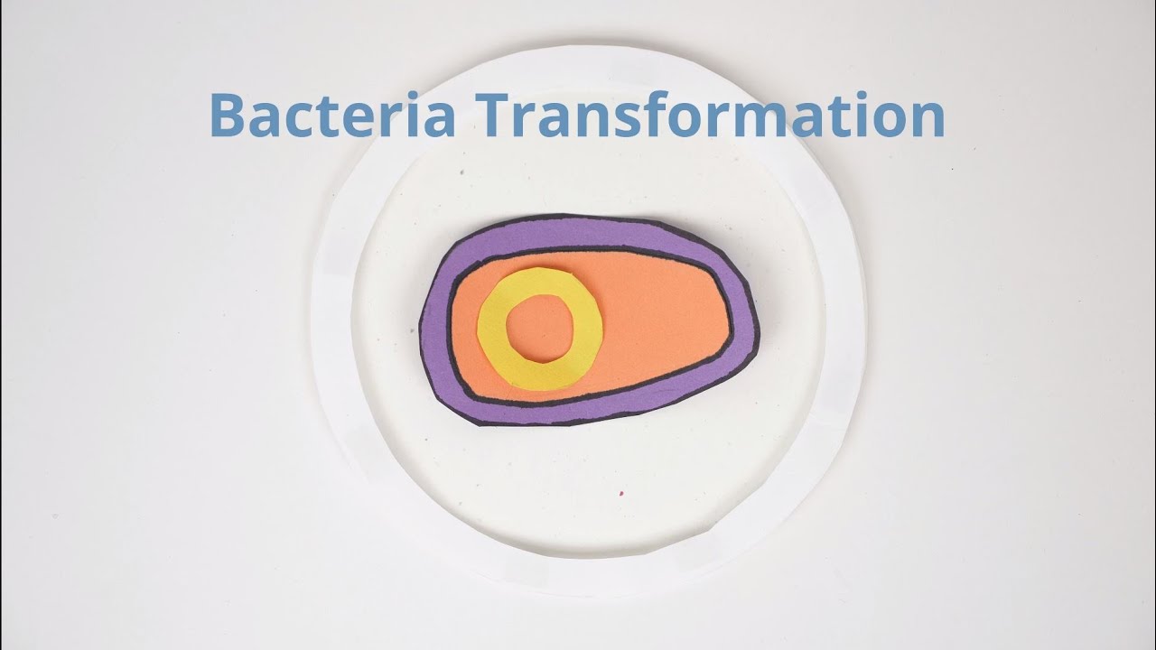 Bacteria Transformation & Recombinant Plasmids 🧬