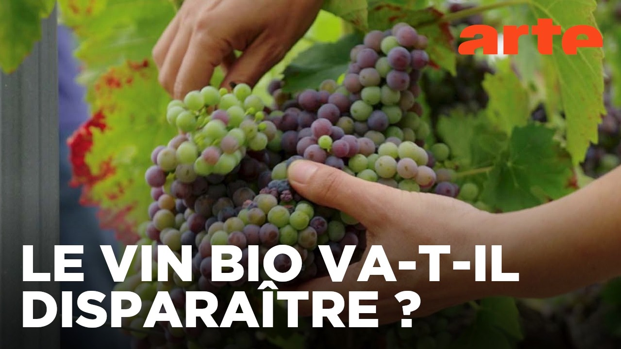 Le vin bio, vraiment bio ? | Documentaire | ARTE