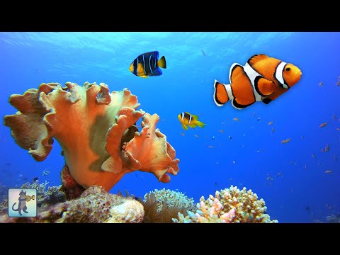 2 HOURS of Beautiful Coral Reef Fish (4K) 🐠 Clownfish, Ocean Fish & Relaxing Aquarium Music
