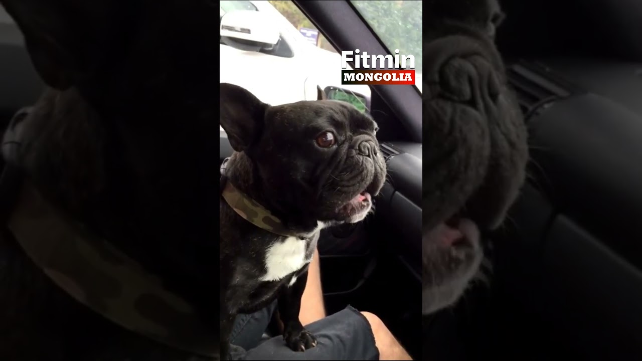 Hilarious French Bulldog Barking Clips 🐶