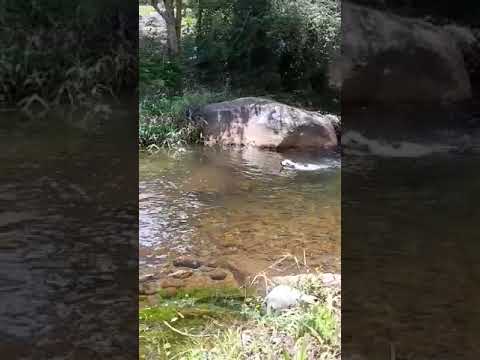 amizade animal(ferrugem)