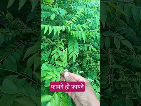 कड़ी पतों के चौकाने वाले फायदे#कड़ी पत्ता#shortvideo #farming #nature