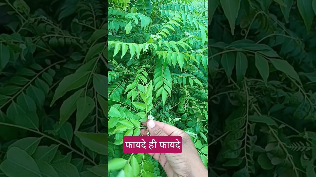 कड़ी पत्ते के अद्भुत फायदे: जानिए स्वास्थ्य और खेती के लिए जरूरी बातें 🌿