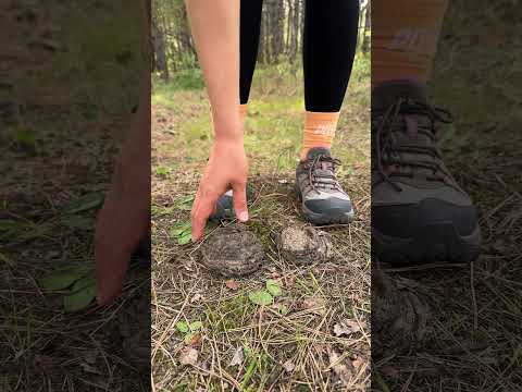 Shock!π±! GIRL uses cow POOP!ππ©#camping #survival #bushcraft #outdoors #lifehack