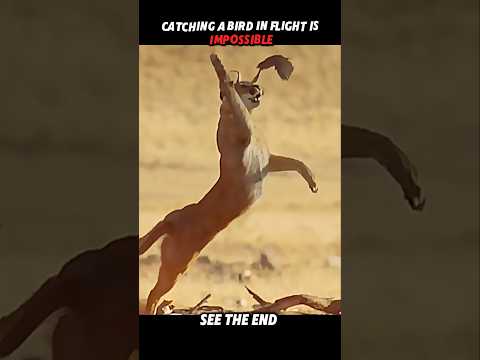 Impossible for Others — Easy for the Cat 😎🐦 #trending #animals #wildlife #cat #shorts #viral