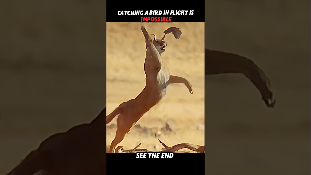 Watch This Cat's Amazing Speed Catch a Bird Mid-Flight! π