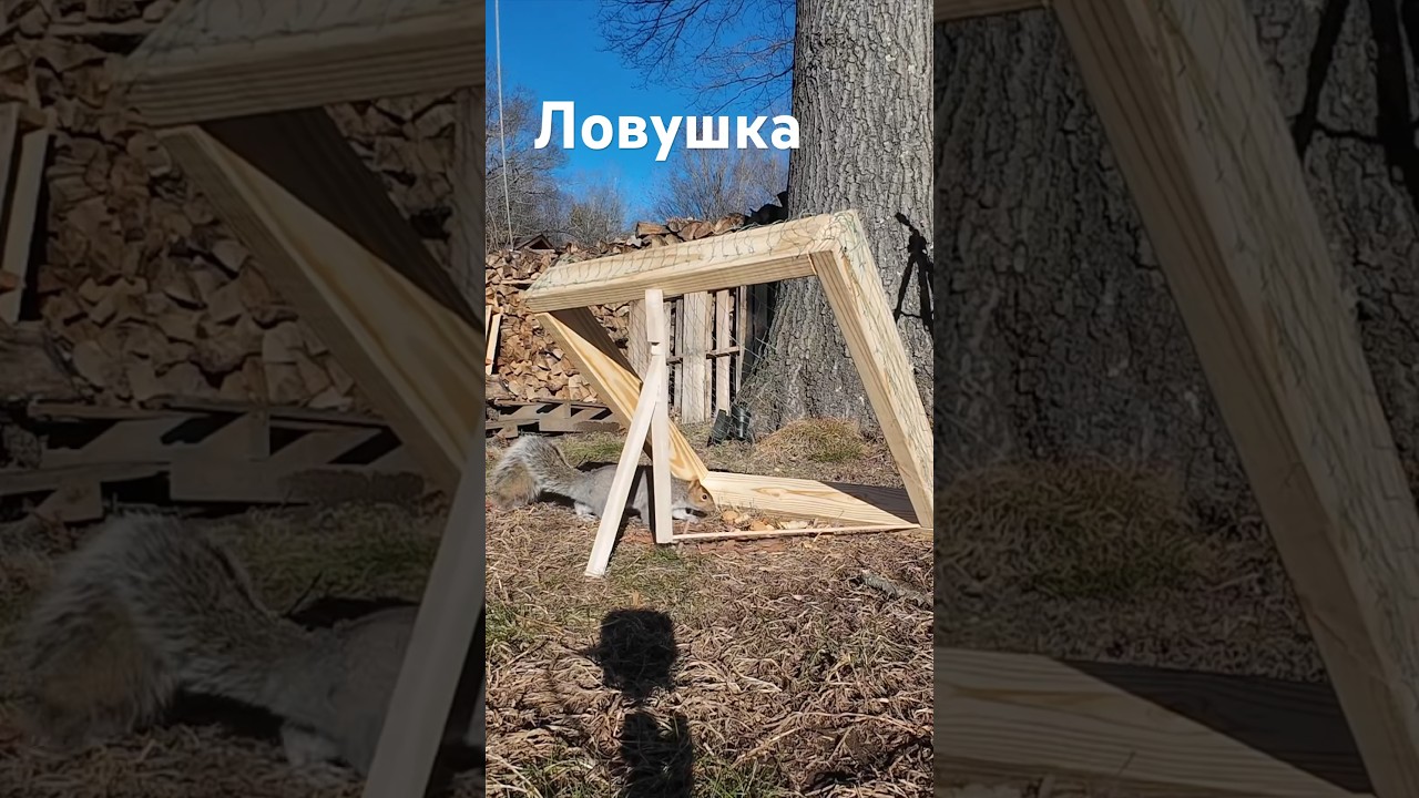 Простая самодельная ловушка для фазана 🦆