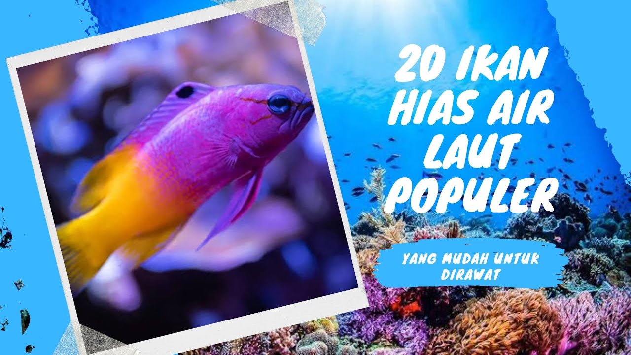 20 Ikan Hias Laut Mudah Dirawat untuk Pemula 🐠