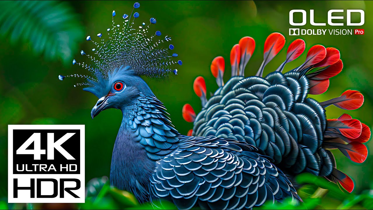 Stunning HDR 4K 120fps Video with Dolby Vision 🎶