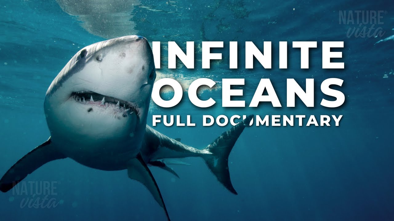 Infinite Oceans | A Comprehensive Exploration of the World's Marine Environments