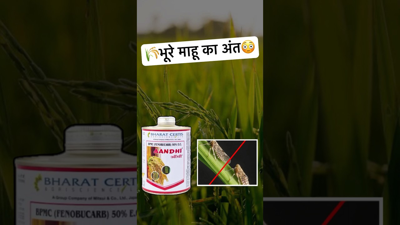 BPMC Fenobucarb 50%: धान में भूरे माहू का समाधान 🌾