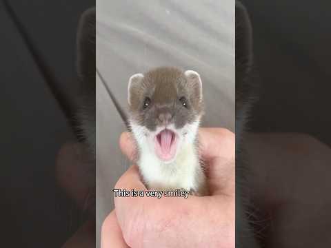 A smiling weasel #shorts #weasel #animals #heartwarming #love #cute #pet