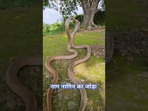 नाग नागिन का जोड़ा भाग 2 #nagnagin #cobra #shorts #shiv