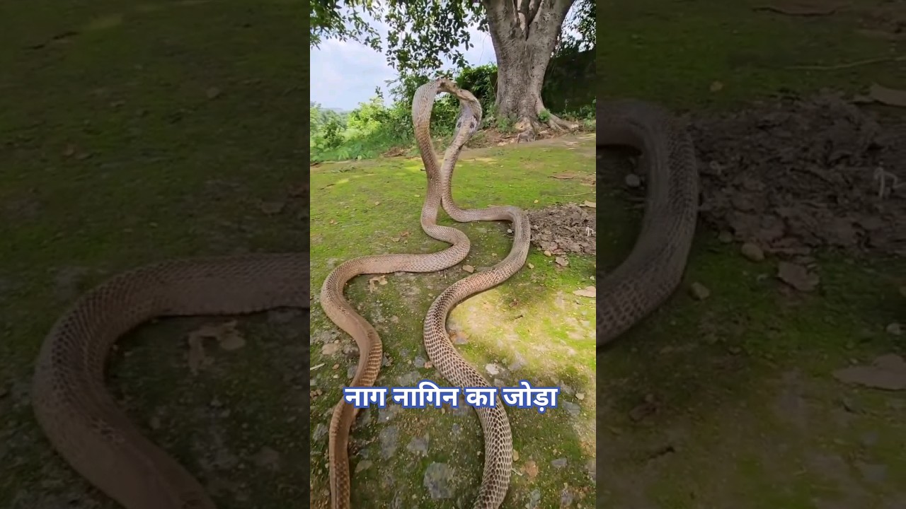 नाग-नागिन का रोमांचक जोड़ा भाग 2 🐍 | नागिन और नाग का धमाकेदार मुकाबला