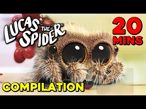 20 Minute Compilation of Lucas the Spider Episodes!