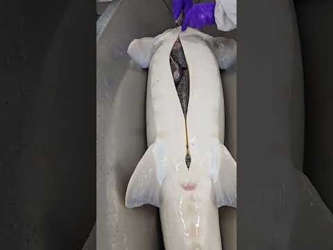 The most expensive STURGEON CAVIAR ANYONE? #food #cooking#caviar #cookingfood