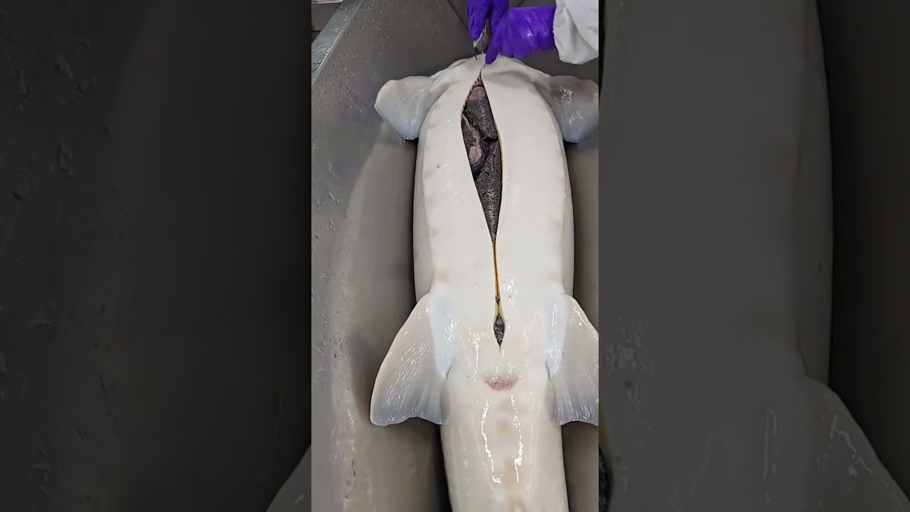 Discover the World's Most Expensive Sturgeon Caviar π₯