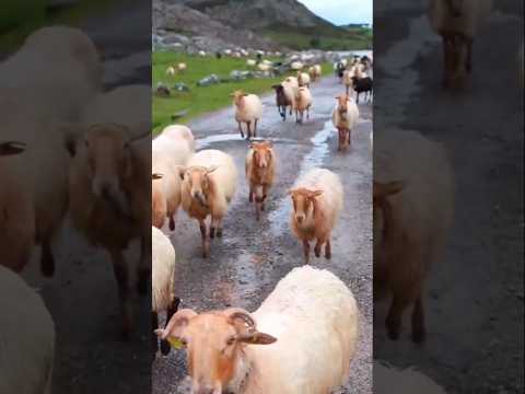 اصوات غنم اغنام غنماتي 🐑💜 #sheep #animals #goat #farming #sound #shorts