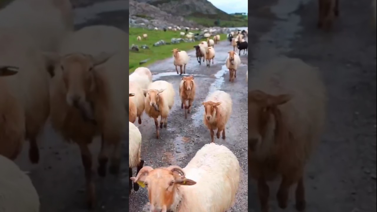 أصوات الأغنام والماعز المُهدئة 🐑💜 استمتع بمشاهدتها!