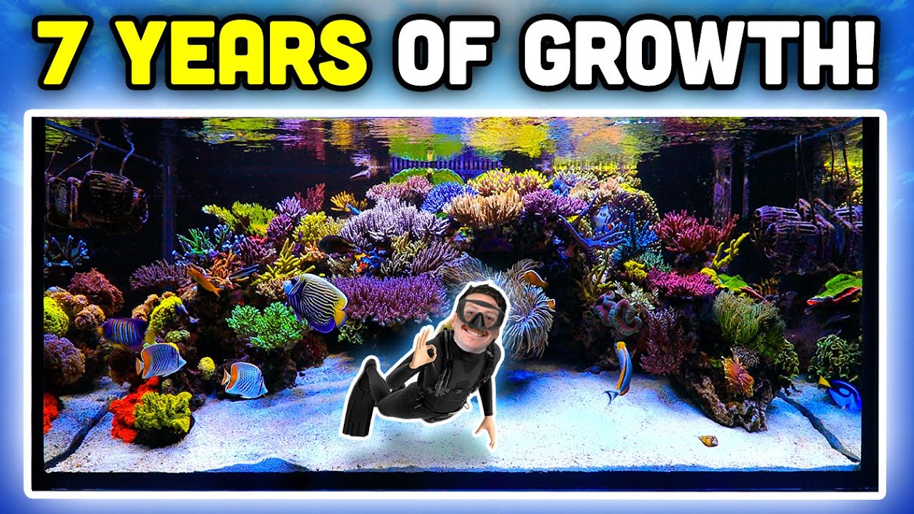Stunning Reef Aquarium Tour π Secrets to Thriving Coral & Fish Growth!