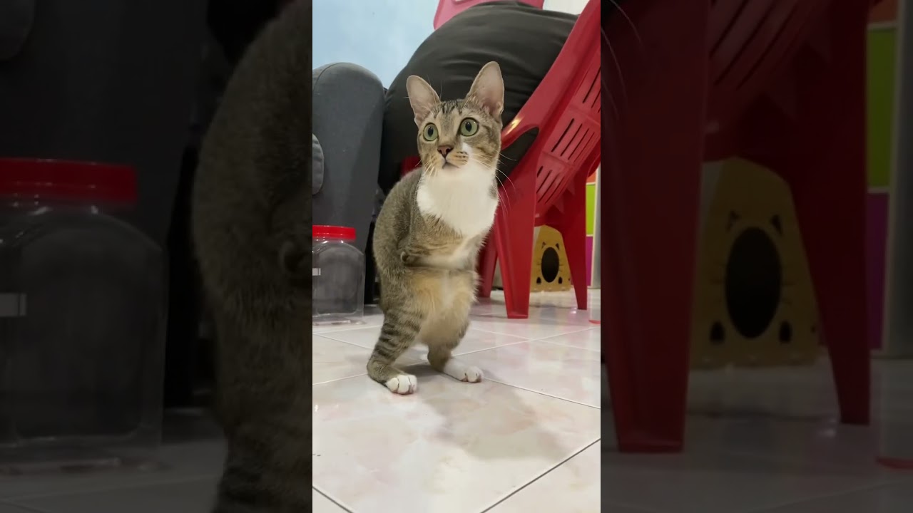 Perfect Cat 🐱 with Dino Tutu