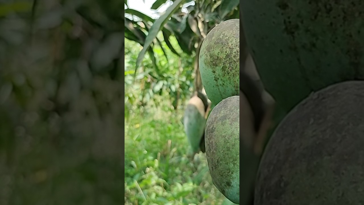 Japan's 2023 Premium Miyazaki Mango 🍈