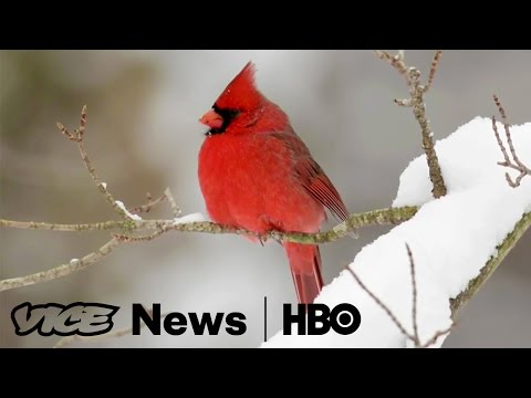 Bird Clockers: VICE News Tonight on HBO (Full Segment)