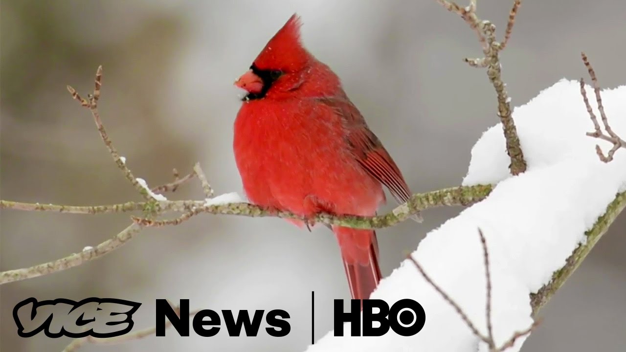 Bird Clockers: How Bird Movements Reveal Earth's Changing Climate 🌍