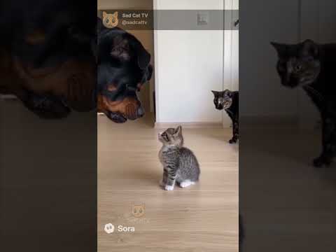 HUGE Dog Barks at Kitten... and feels bad LOL 😱 #cats #ring #cctv #catlovers #animallovers #funny
