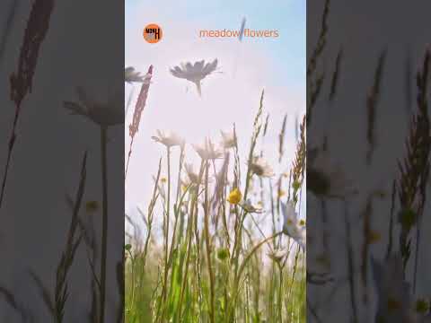 meadow flowers André Monhart #swisspop #easylisteningmusic