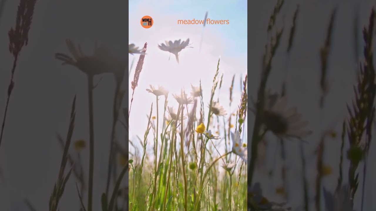 Relaxing Meadow Flowers by André Monhart 🌸 | Swiss Pop & Easy Listening