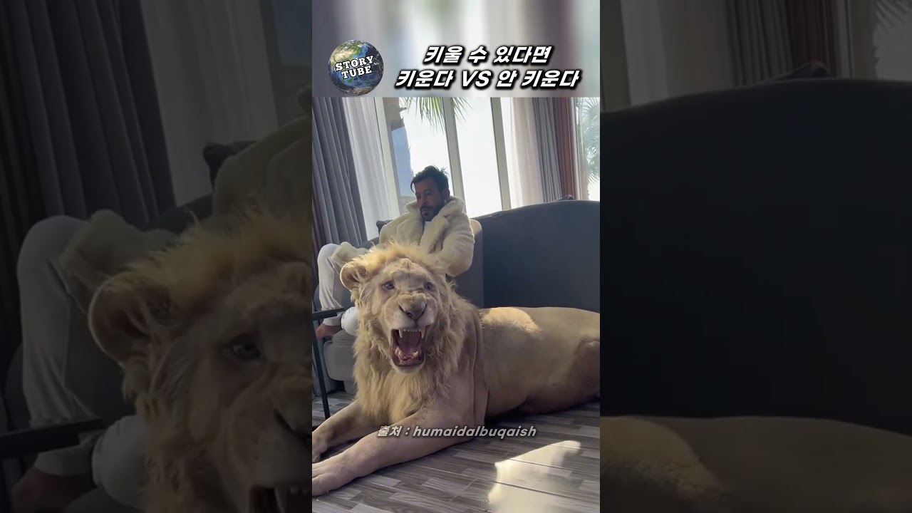 아랍 부자집 고양이 하악질 수준 😺