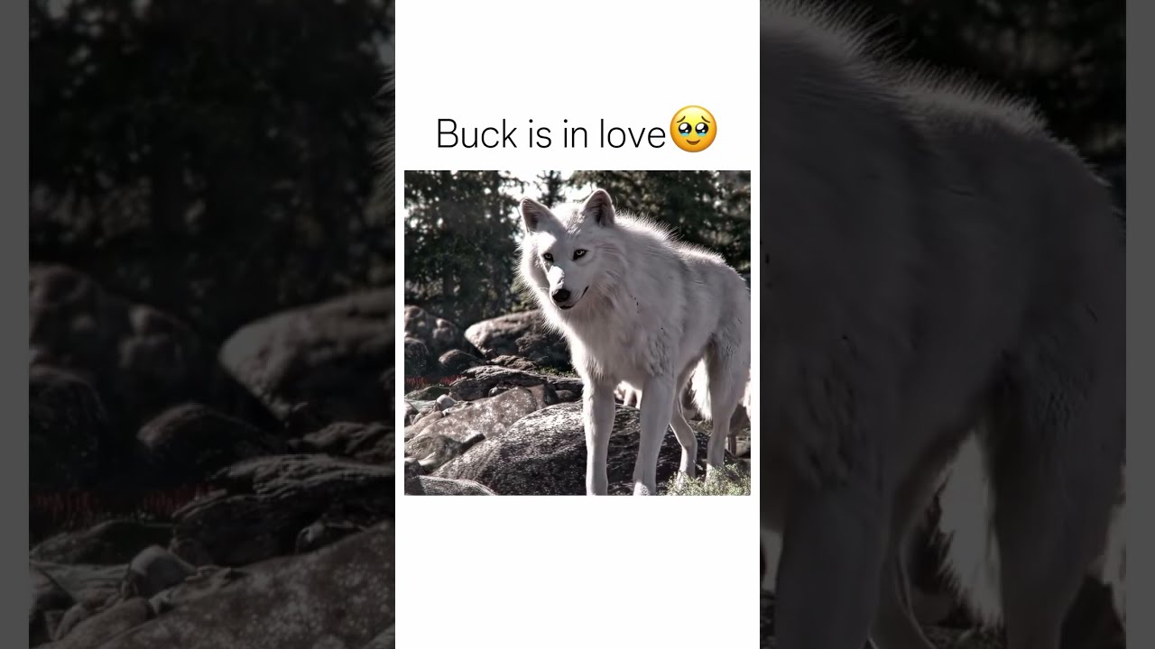 Heartwarming Adventure in 'The Call of the Wild' 🐺