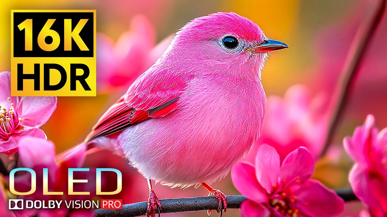 Stunning 16K Dolby Vision Ultra HD Video 🎥
