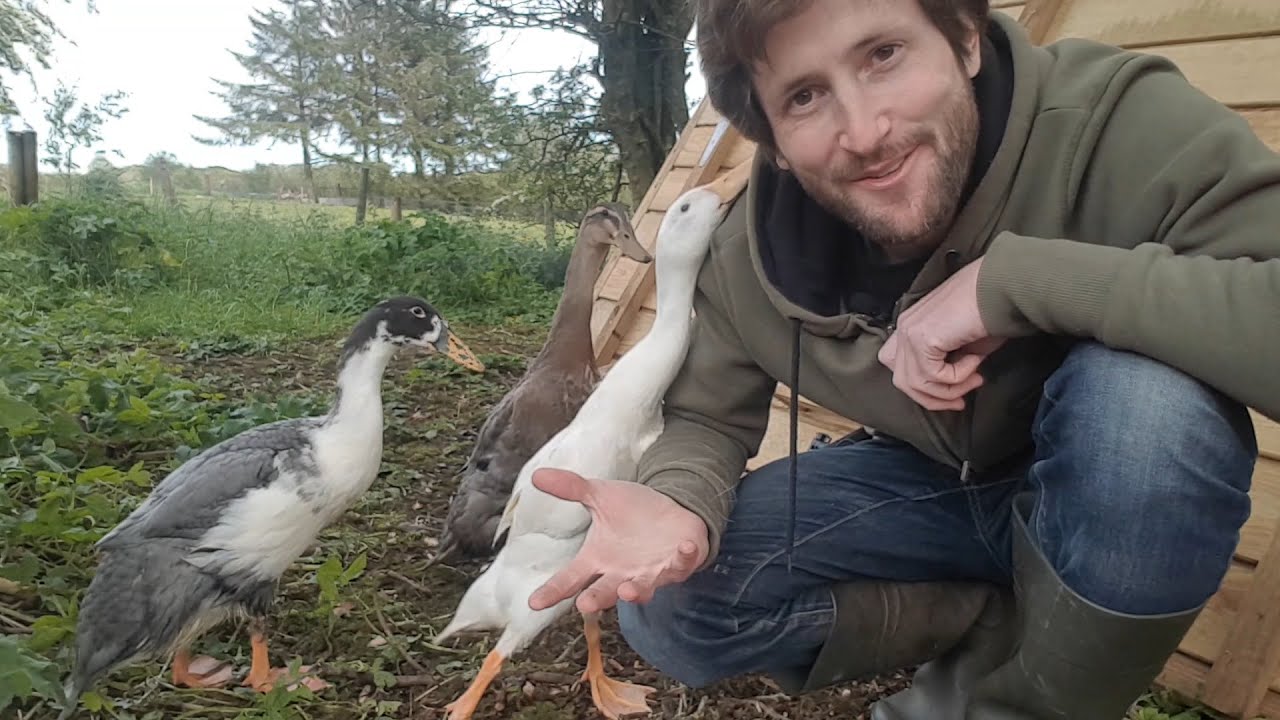 Indian Runner Ducks and Building a Homemade Duck House