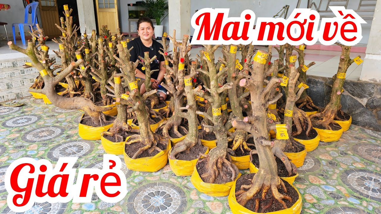 Diễm Nhập Phôi Mai Giảo Thủ Đức Giá Rẻ 📲