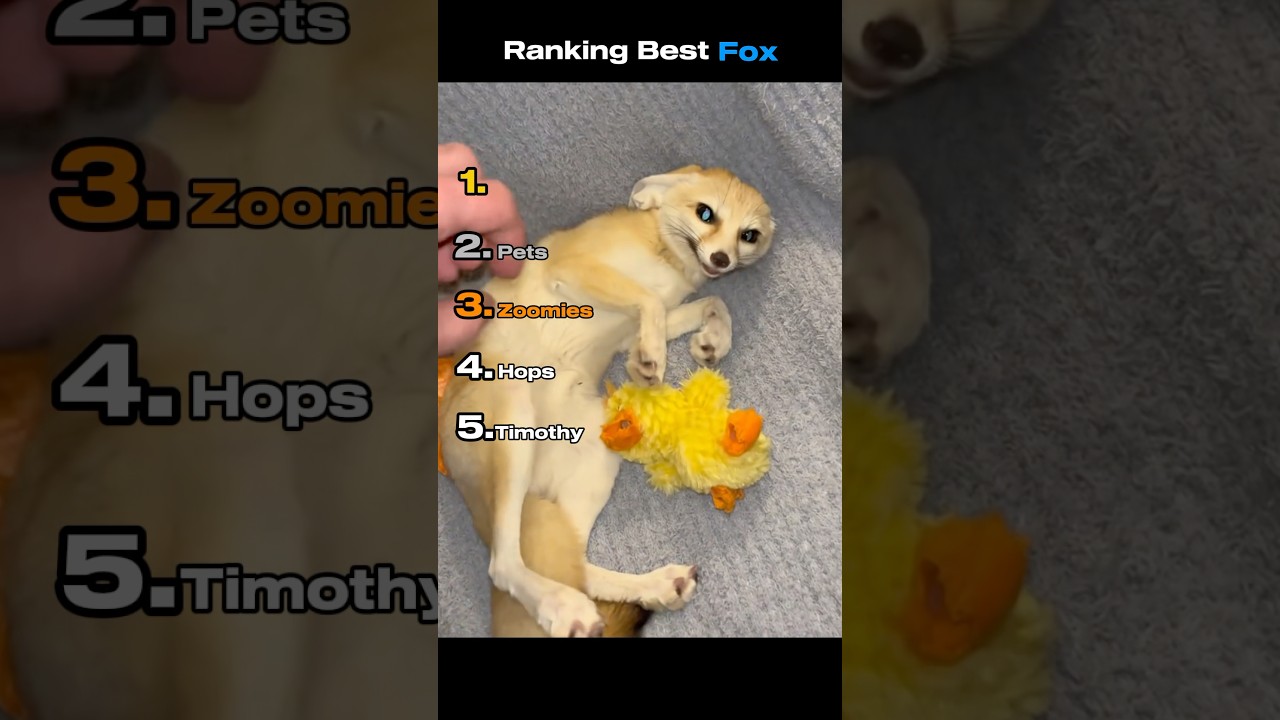 Top Fox Rankings 🦊: Funniest & Cutest Animals