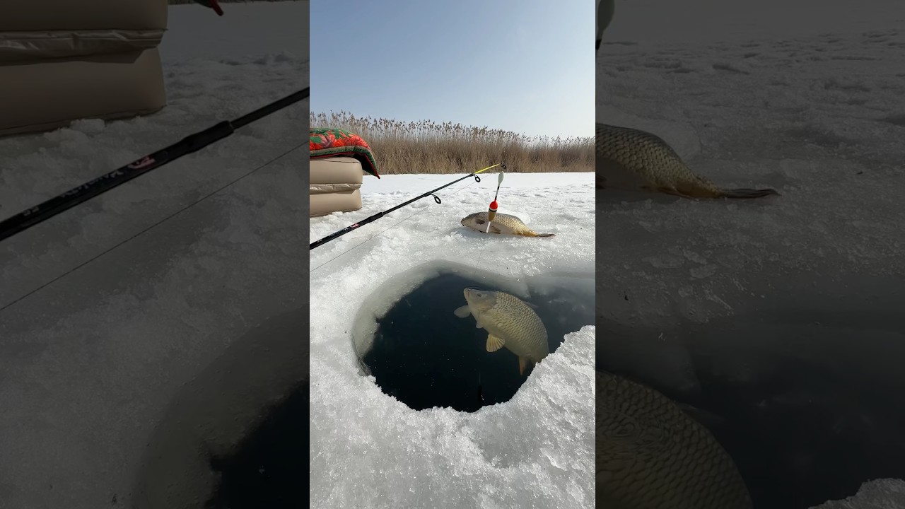 Winter Carp Fishing Tips 🎣