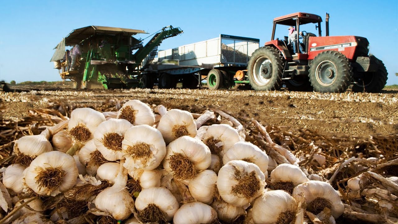 Innovative Farming: Garlic, Beet & Bitter Melon Harvest 🚜