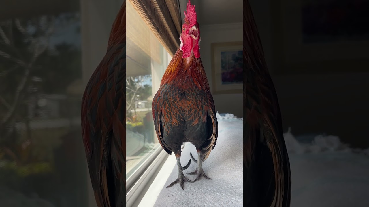 Rooster Joins Couple's Truck, Finds New Home 🐓