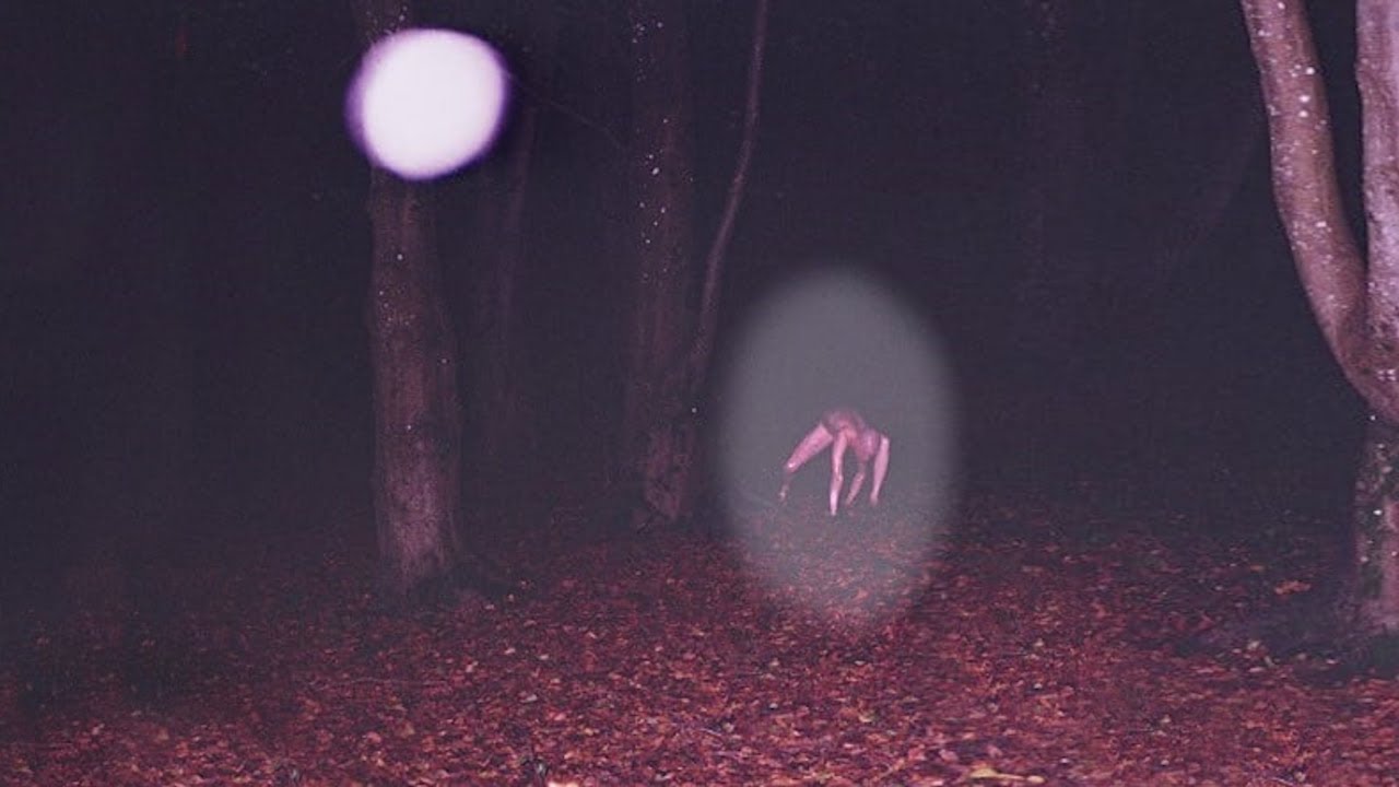 3 True Deep Woods Horror Stories 🌲