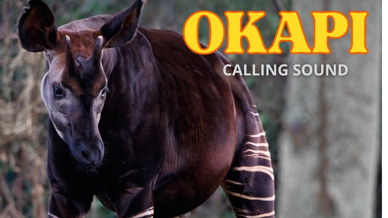 Okapi Calling Sound 🦒