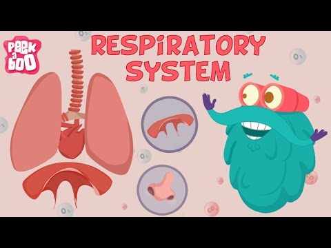Respiratory System Explained for Kids 🌬️
