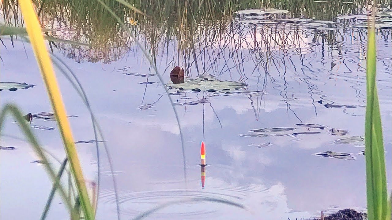 Рыбалка на линя в Кувшинкаx, июнь 2024 🎣