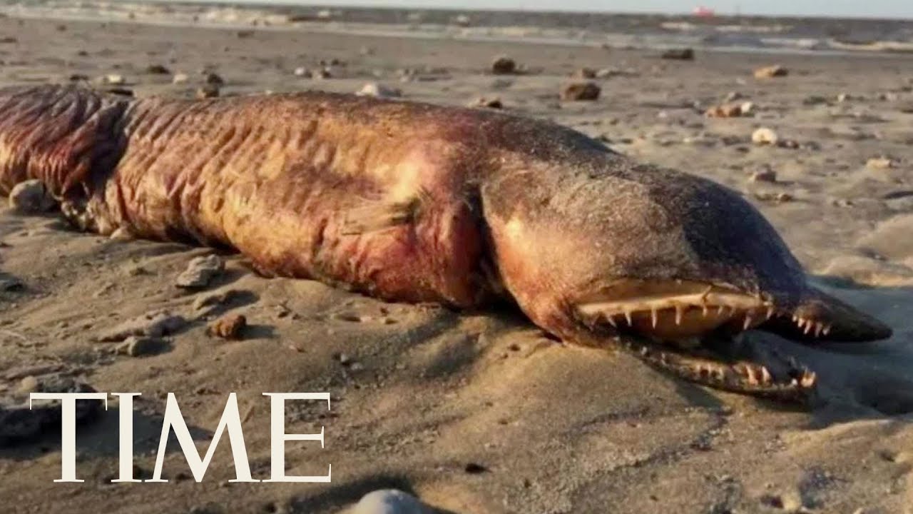 We Finally Know What This Hurricane Harvey Sea Creature Actually Is | TIME