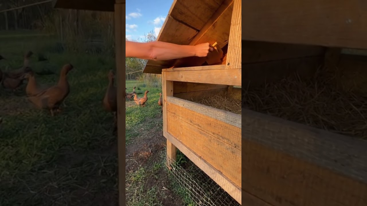 Build a Predator-Proof Duck House 🦆