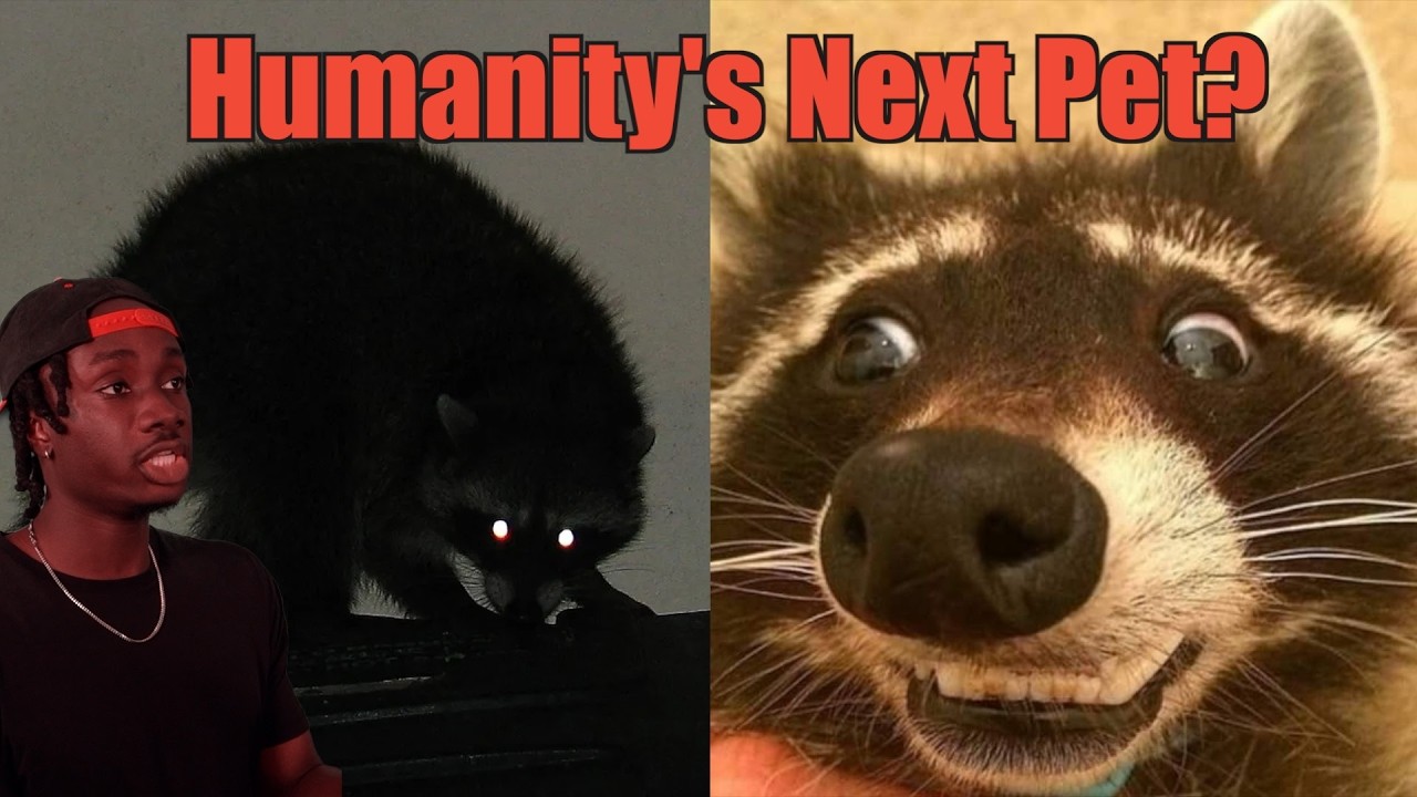 Raccoons' Close Call: Nearly Escaping Capture 🦝