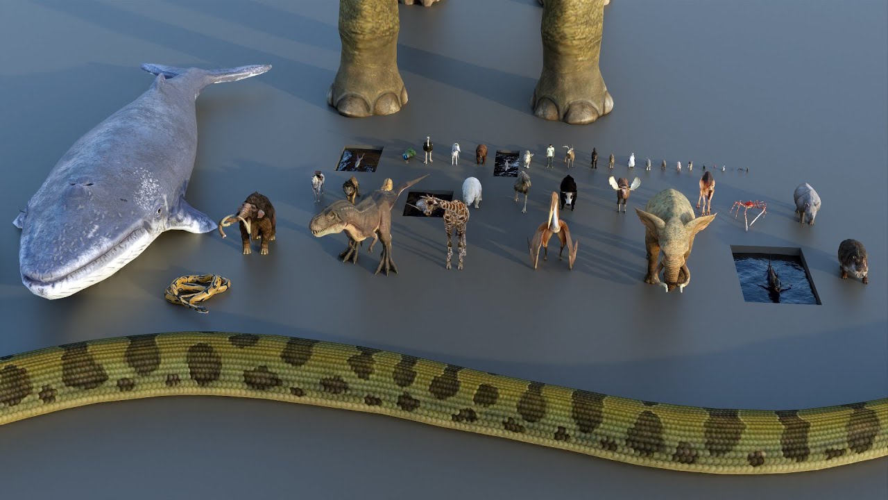 Animal Size Comparison | 3D & Real Scale 🐾