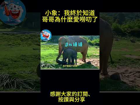 小象爆笑日常：終於懂哥哥為何愛嘮叨😂