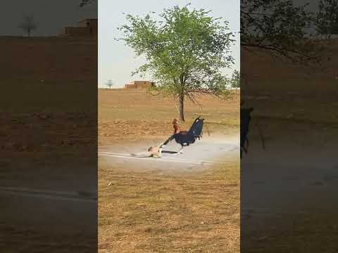 Weasel catching chickens, wild animals zero distance, animal world where the strong prey on the